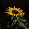 Helianthus annuus -- Sonnenblume